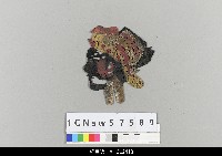 藏品(中國湖北皮影戲偶頭-淨)的圖片